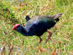 Porphyrio madagascariensis