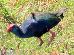 Porphyrio madagascariensis