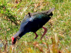 Porphyrio madagascariensis