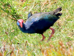 Porphyrio madagascariensis
