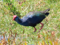 Porphyrio madagascariensis