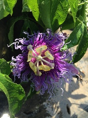 Passiflora incarnata × cincinnata