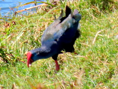Porphyrio madagascariensis