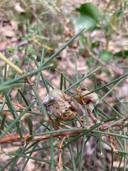 Hakea rugosa