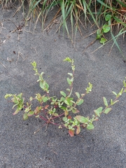 Chenopodium acuminatum