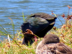 Porphyrio madagascariensis