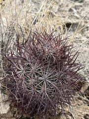 Echinomastus johnsonii