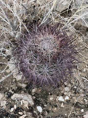 Echinomastus johnsonii