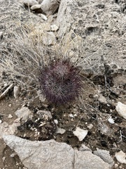 Echinomastus johnsonii