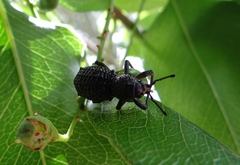 Aegorhinus superciliosus