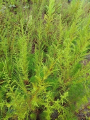 Artemisia capillaris