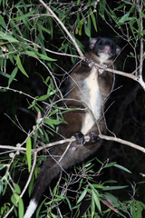 Pseudocheirus occidentalis