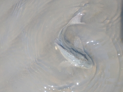 Hypostomus