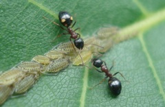 Dolichoderus quadripunctatus