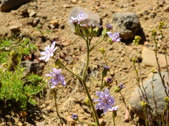 Leucheria glacialis