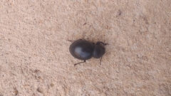 Ocnodes