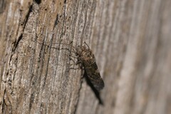 Nimbopsocus australis