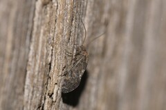 Nimbopsocus australis