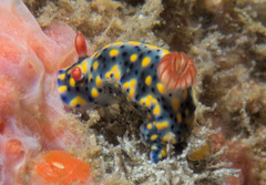 Hypselodoris infucata