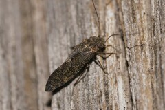 Nimbopsocus australis