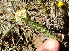 Nassauvia pyramidalis