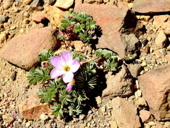 Oxalis adenophylla