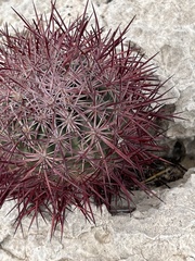 Echinomastus johnsonii