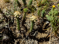 Nassauvia pyramidalis