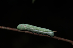 Xylophanes chiron