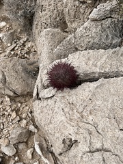 Echinomastus johnsonii