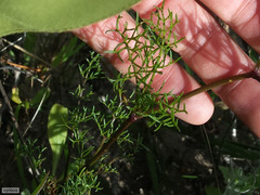 Dasispermum perennans
