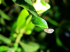 Drepanacra binocula