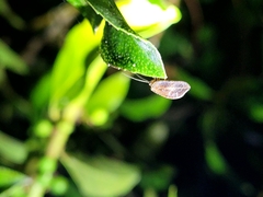 Drepanacra binocula