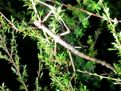 Argosarchus horridus