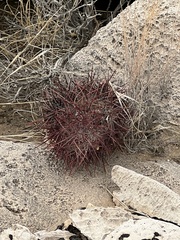 Echinomastus johnsonii