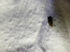 Hoherius meinertzhageni