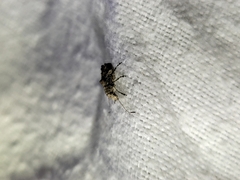 Hoherius meinertzhageni