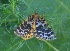 Arichanna melanaria