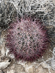 Echinomastus johnsonii