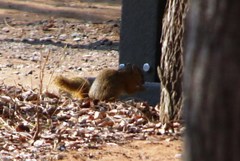 Paraxerus cepapi cepapi