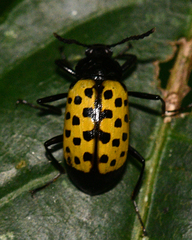 Stenochiinae