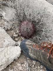 Echinomastus johnsonii