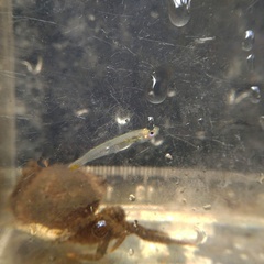 Phenacostethus smithi