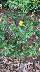Euryops pectinatus