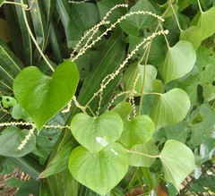 Dioscorea esculenta