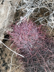 Echinomastus johnsonii