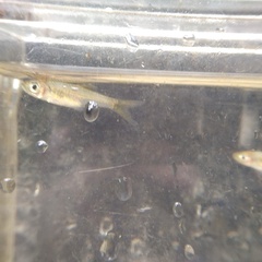 Rasbora bankanensis