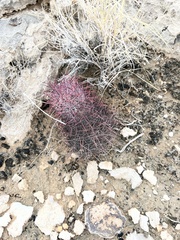 Echinomastus johnsonii