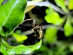 Socca pustulosa