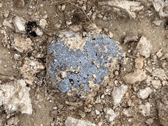 Acarospora strigata